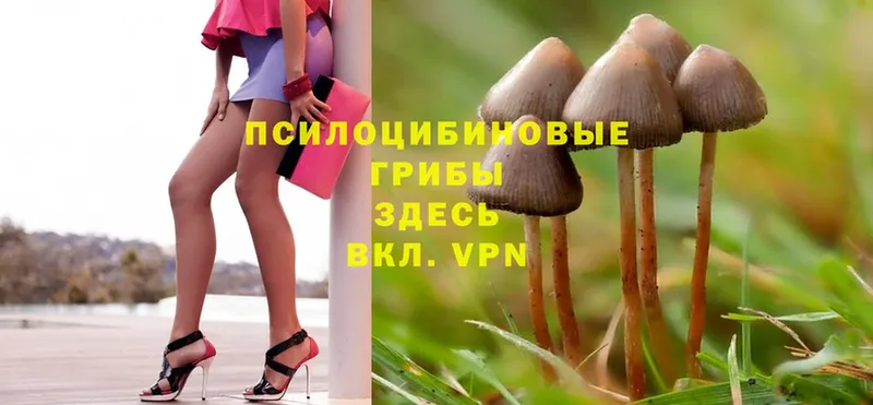 Галлюциногенные грибы Magic Shrooms  Воронеж 